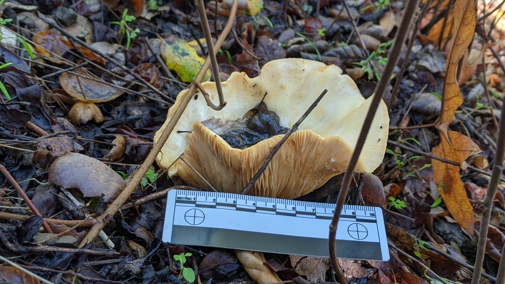 Lactarius alnicola · December 2025 · photo: © georgewilliams1 (iNaturalist, cc0)
