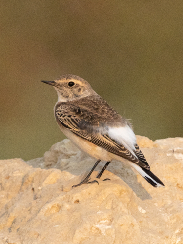 Collalba desértica (Oenanthe deserti)