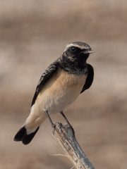 Oenanthe deserti