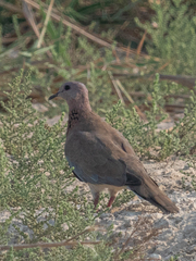 Streptopelia senegalensis