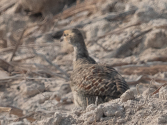 Ortygornis pondicerianus