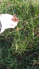 Cyperus longus tenuiflorus