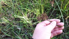 Cyperus longus tenuiflorus