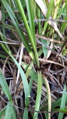 Cyperus longus tenuiflorus