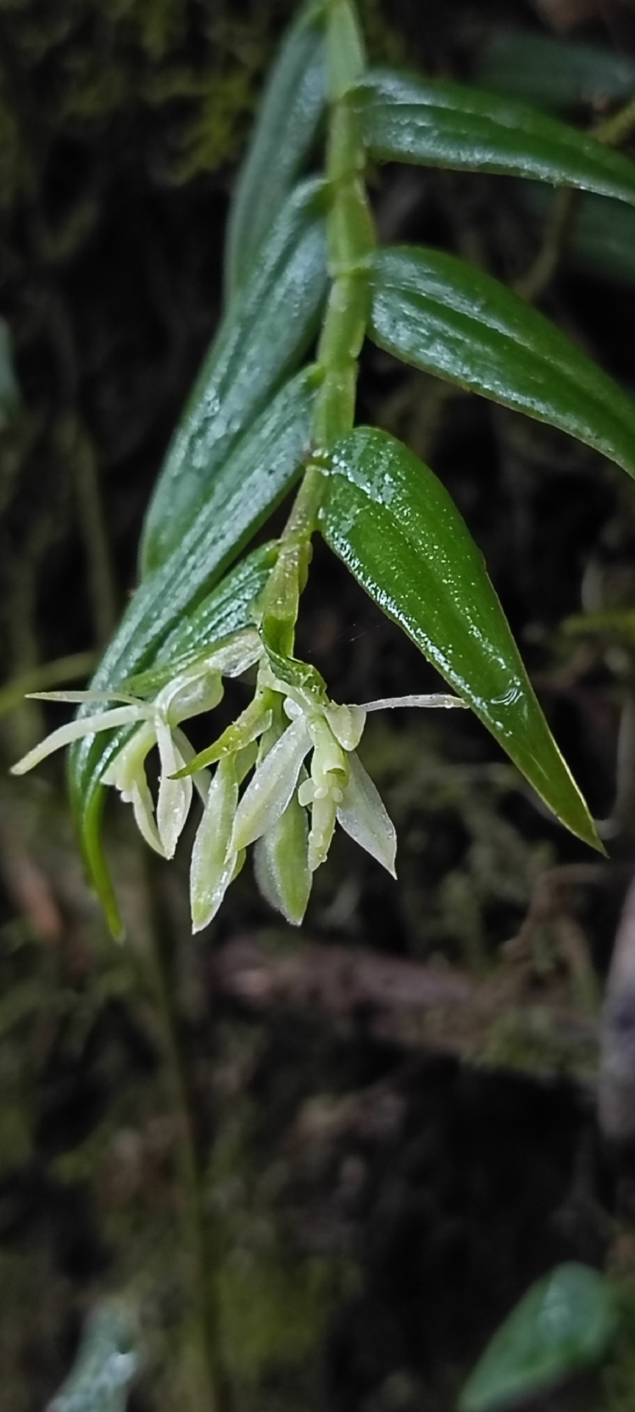 Epidendrum nanum Lindl. 5