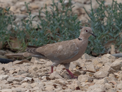 Streptopelia decaocto