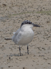 Gelochelidon nilotica