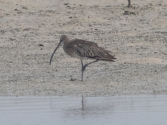 Numenius arquata