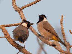 Pycnonotus leucotis