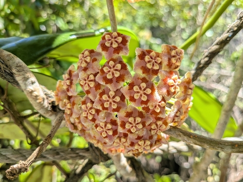 Hoya meliflua (Blanco) Merr. 3