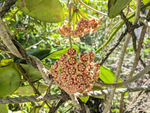 Hoya meliflua (Blanco) Merr. 4