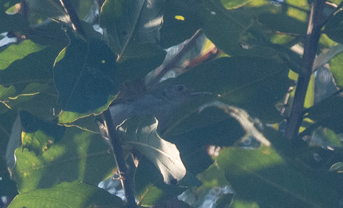 Rufescent Prinia (Prinia rufescens), photo 8