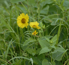 Verbesina encelioides, recorded flowering