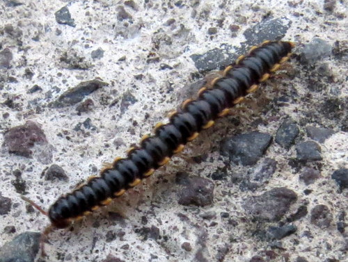 Paradoxosomatidae