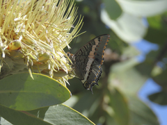 Charaxes pelias