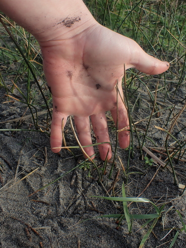 salt rush (Juncus breweri)