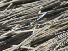 Orthetrum chrysostigma