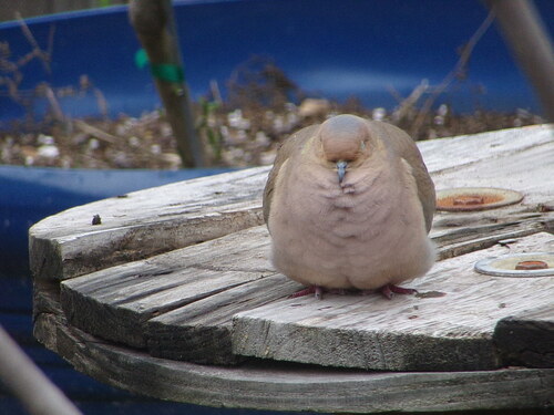 Mourning Dove photographed in Texas