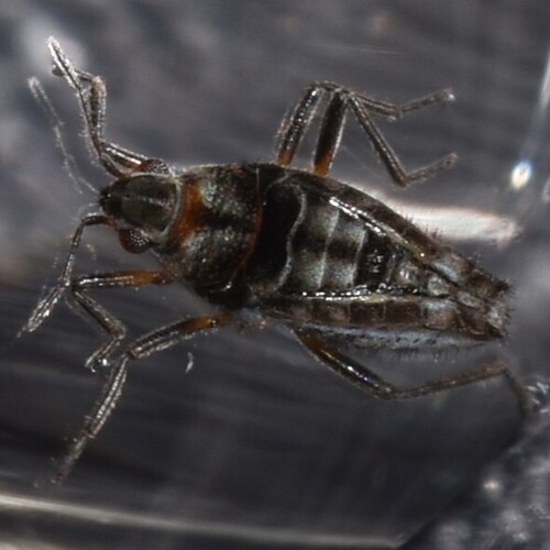 Hawaiian pond bug photo 3