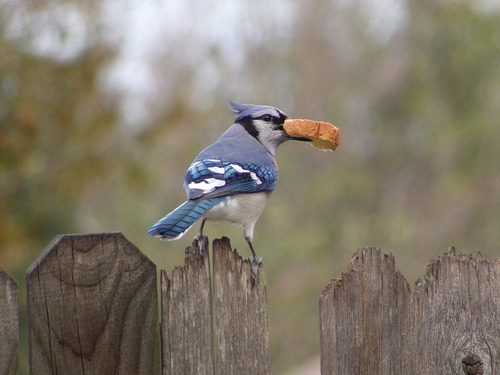 Blue Jay photographed in Texas