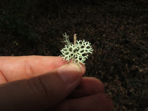 iNaturalist observation photo of Oakmoss