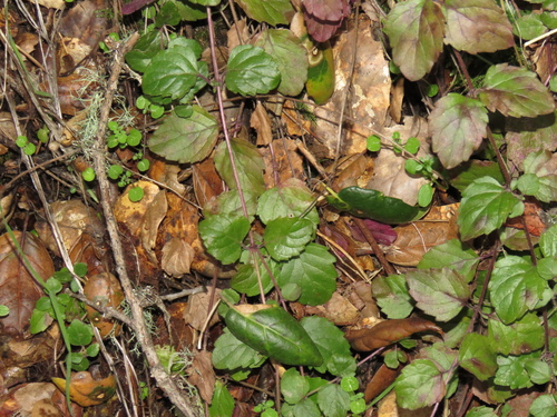 iNaturalist observation photo of yerba buena
