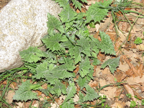 iNaturalist observation photo of California Goosefoot