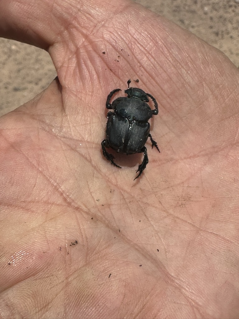Bolbites onitoides