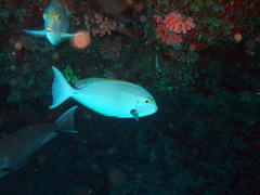Acanthurus mata