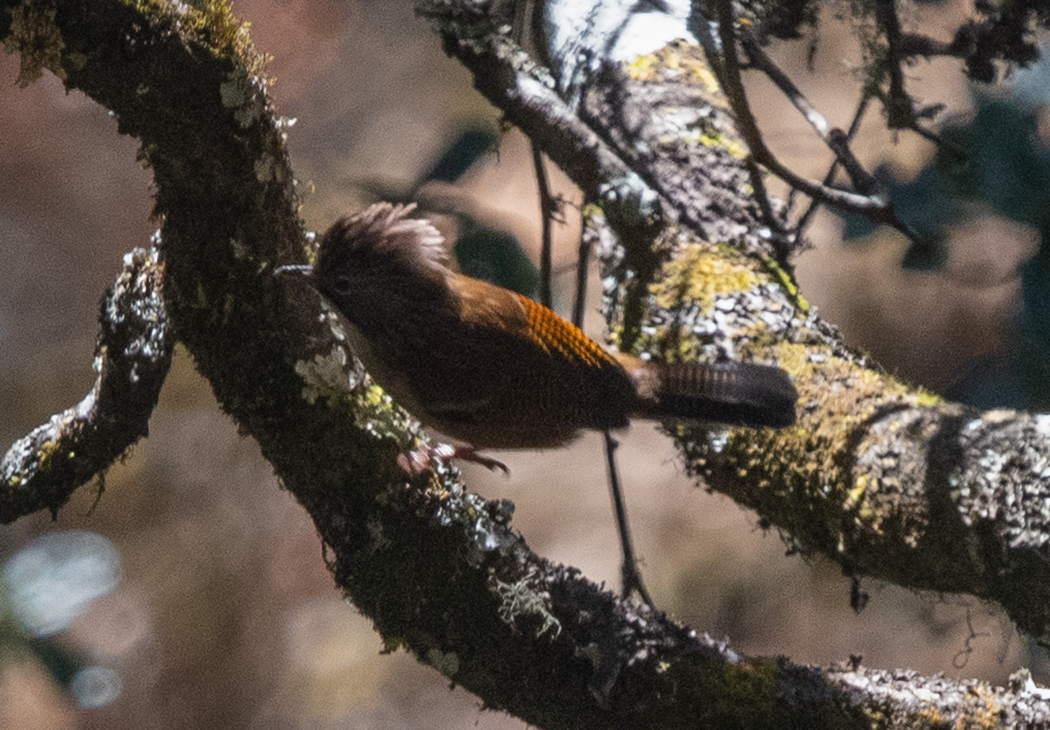 Hoary-throated Barwing (Actinodura nipalensis), photo 7