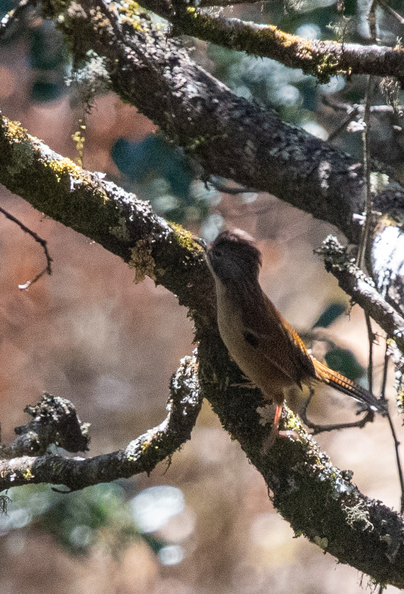 Hoary-throated Barwing (Actinodura nipalensis), photo 6