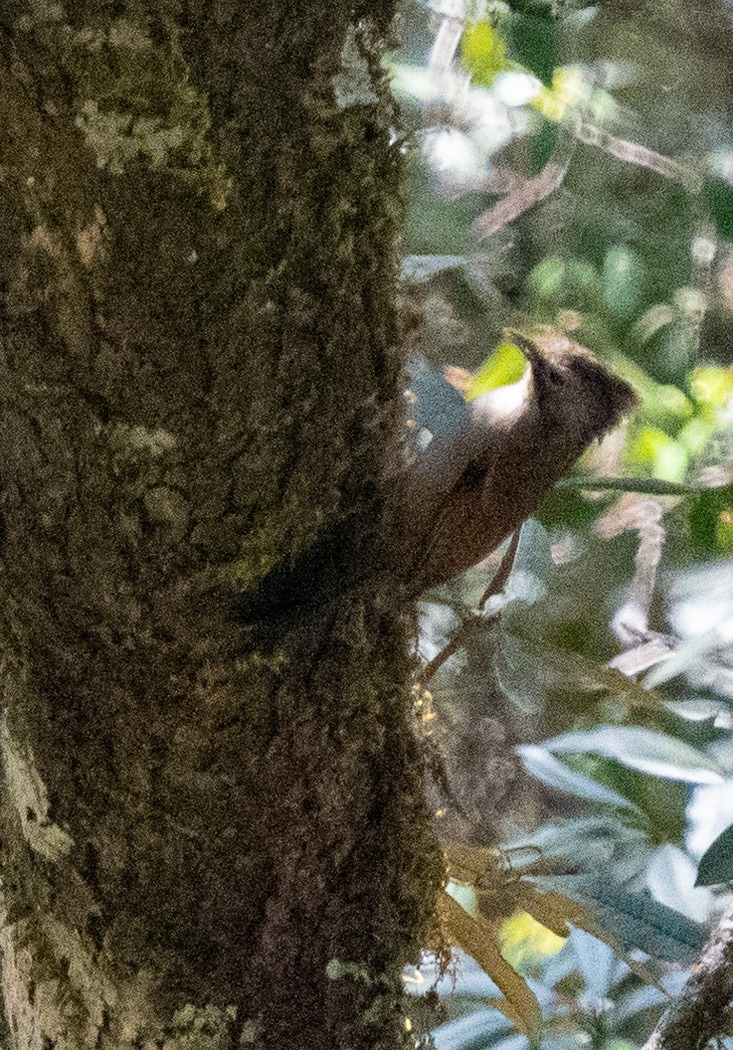 Hoary-throated Barwing (Actinodura nipalensis), photo 5