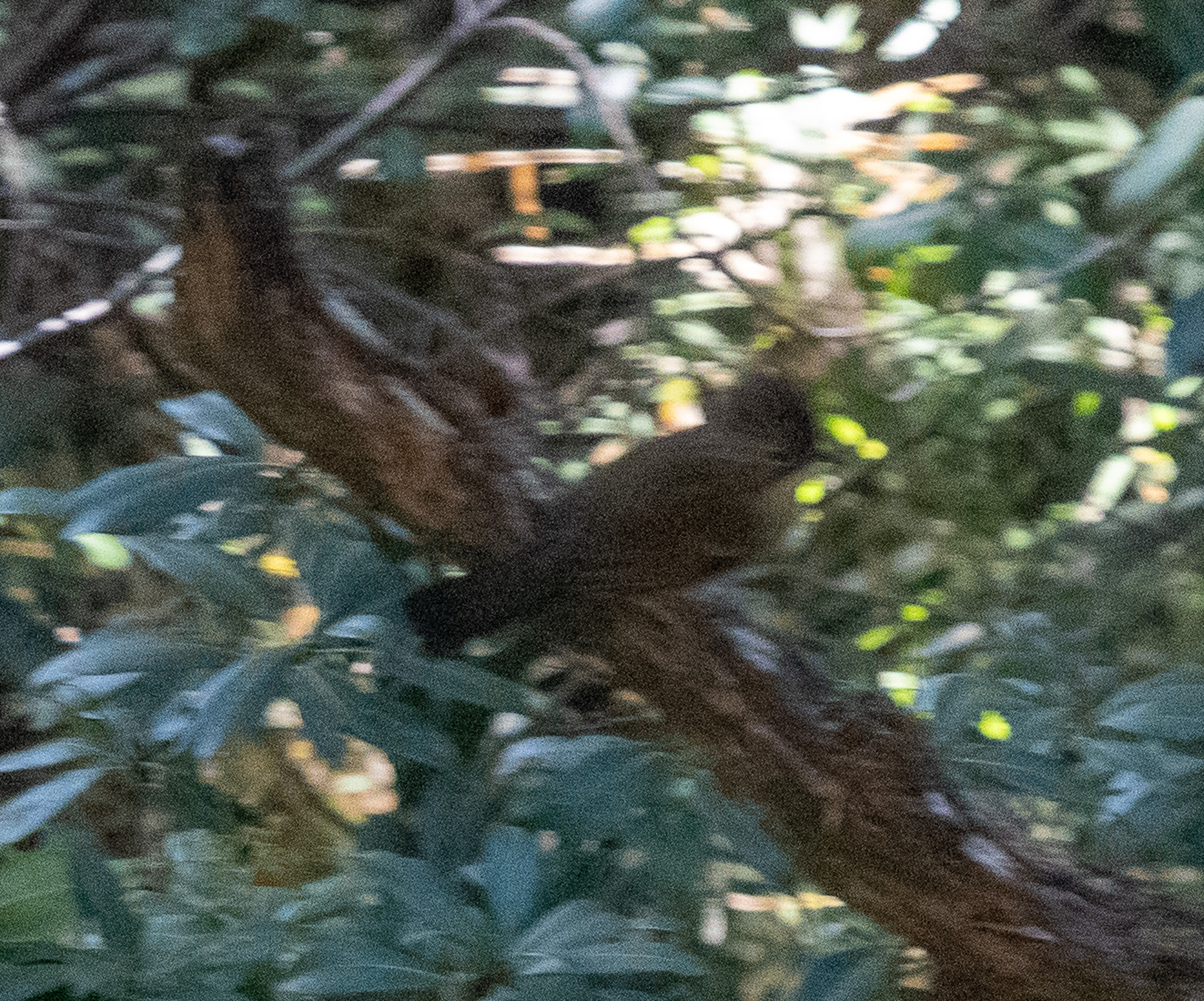 Hoary-throated Barwing (Actinodura nipalensis), photo 4