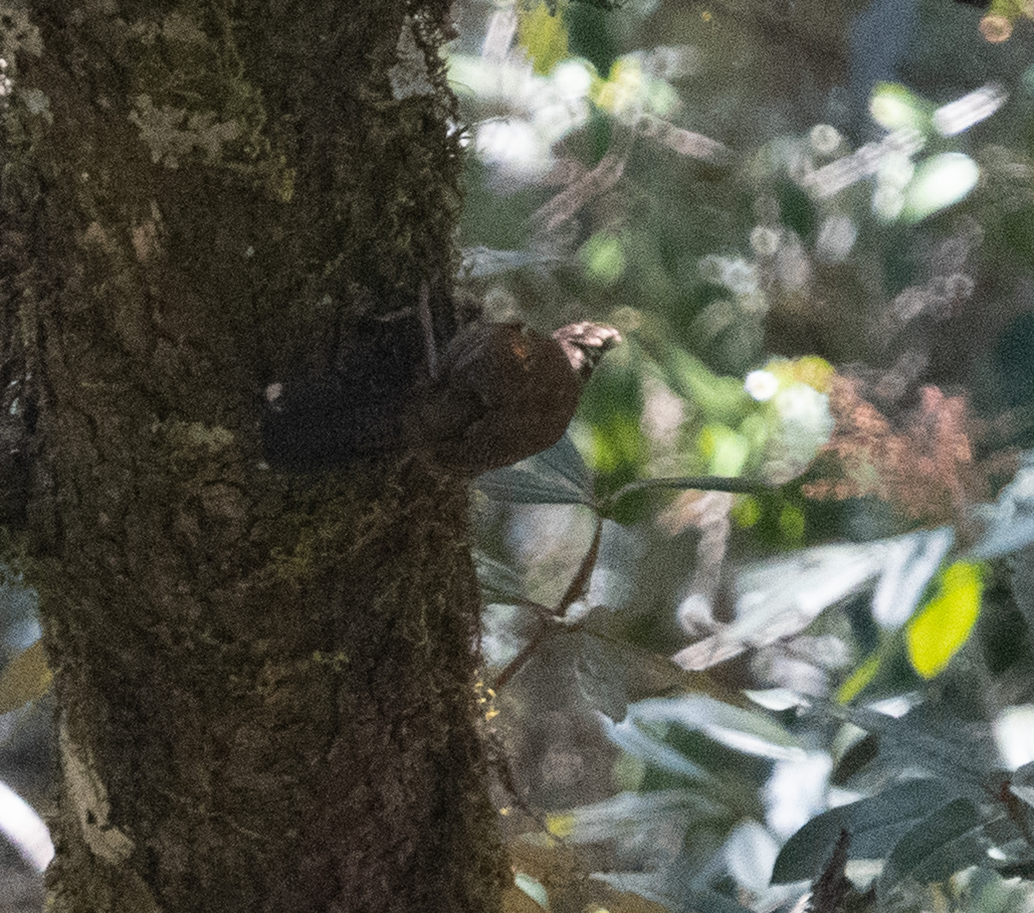 Hoary-throated Barwing (Actinodura nipalensis), photo 3