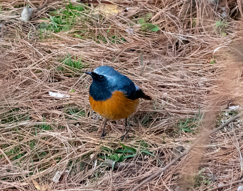 Hodgson's Redstart (Phoenicurus hodgsoni), photo 8