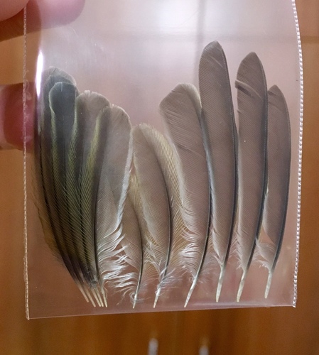 Plume de Pouillot véloce