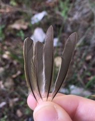 Phylloscopus collybita
