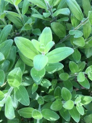 Gambelia