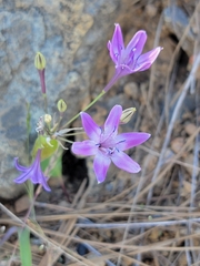 Triteleia bridgesii, photograph (c) Colin J Pryor, some rights reserved (CC BY)