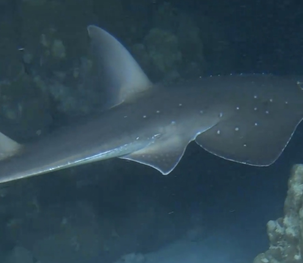 Bottlenose wedgefish swimming close past a reef, white spots along its back