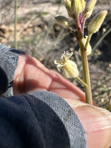 Hall's Wild Cabbage (Caulanthus hallii)