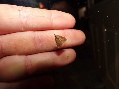 Celery Leaftier Moth photo 3