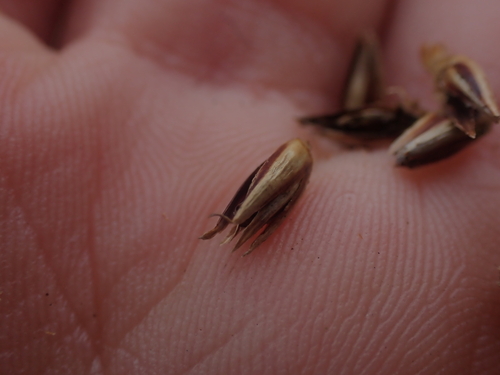 Juncus breweri, photograph 6