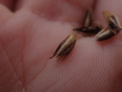 Juncus breweri, photograph author not stated, no rights reserved