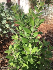 Gambelia