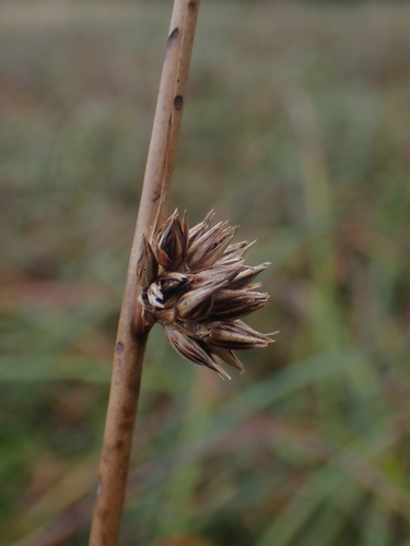 Juncus breweri, photograph 5