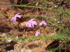 Jamesbrittenia aspalathoides