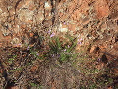 Jamesbrittenia aspalathoides