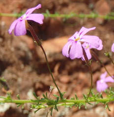 Jamesbrittenia aspalathoides