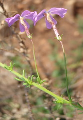 Jamesbrittenia aspalathoides